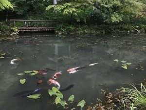 小林佐富朗さんのブログ　通称モネの池　場所は岐阜県関市板取　サタデープラス　今日ののモネの池