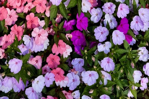 【可愛いが止まらない！】「ディズニー ボンボンドロップシール」がSNSで大バズり中！入手困難な理由と購入方法は？